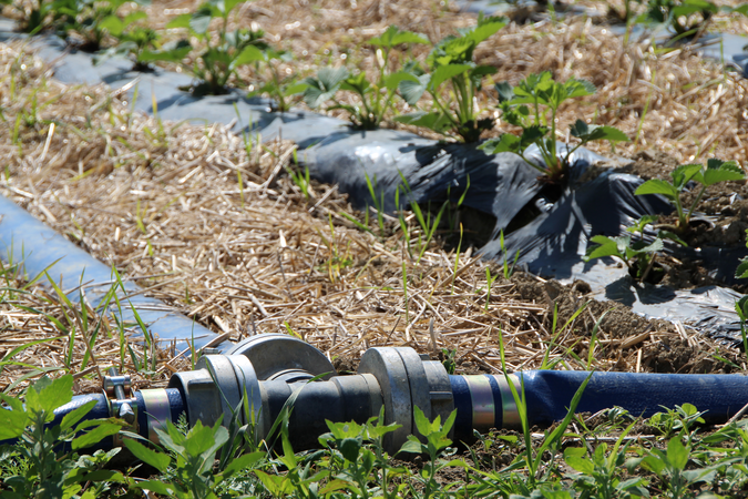 Auf einem Erdbeerfeld sind Wasserleitungen verlegt, welche die Erdbeeren bewässern.